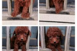 赤峰收狗同城電話多少號