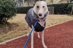 赤峰領(lǐng)養(yǎng)靈緹電話號(hào)碼查詢