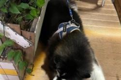 赤峰狗狗咖啡館地址電話號碼