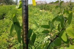 赤峰刺槐苗專賣店電話號(hào)碼