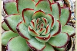 赤峰多肉市場地址電話號(hào)碼