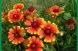 赤峰天人菊苗商家電話號碼