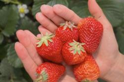 赤峰草莓園電話號(hào)碼查詢是多少