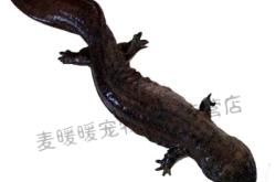 赤峰活魚水產(chǎn)市場地址電話號碼