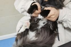 赤峰王雪寵物醫(yī)院電話號(hào)碼