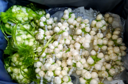 赤峰市茉莉花店電話號(hào)碼