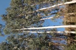 赤峰回收樹苗電話是多少號(hào)