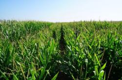 赤峰苞米種植基地電話號(hào)碼查詢