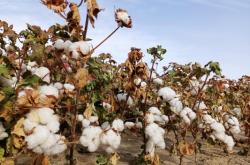 赤峰棉花糖廠電話多少號(hào)啊