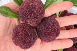 赤峰楊梅果醬專賣店電話號碼