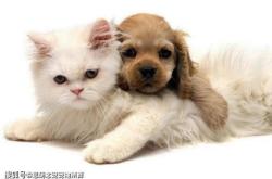 赤峰念寵寵物殯葬電話地址查詢