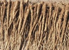 赤峰元寶批發(fā)廠家直銷電話號碼