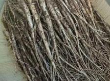 赤峰市板藍(lán)根出售電話地址查詢