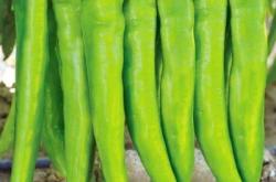 赤峰雨潤蔬菜報價表電話號碼