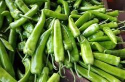 赤峰尖椒收購電話號(hào)碼是多少