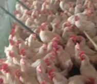 赤峰公雞批發(fā)電話是多少號(hào)