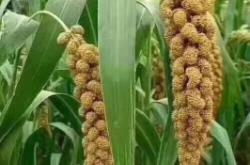 赤峰紅薯儲(chǔ)存庫(kù)地址電話號(hào)碼