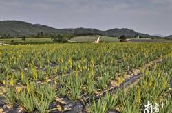 赤峰美容蘆薈種植園電話號(hào)碼