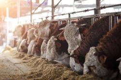 內蒙古赤峰市羊場