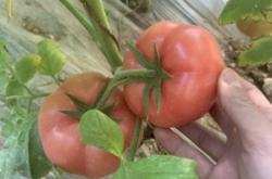 赤峰收購小蔥電話多少號碼