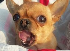 赤峰芭莎狗狗店電話地址查詢