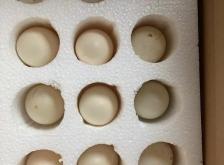 赤峰出售鵝蛋廠家電話地址查詢