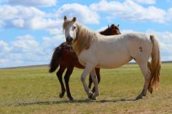 赤峰市蒙古馬鞋店地址電話號碼