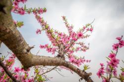 赤峰龍景巷桃花社區(qū)電話號碼