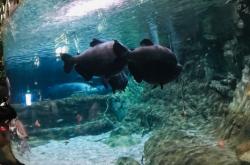 赤峰動(dòng)物園海洋館電話號(hào)碼