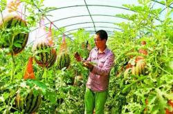 赤峰采摘園基地電話地址查詢