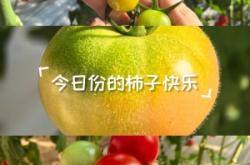 赤峰市水果柿子采摘園電話號碼