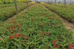 赤峰紅葉美人櫻批發(fā)電話地址