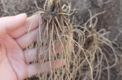 赤峰收購(gòu)蒼術(shù)苗廠家電話號(hào)碼