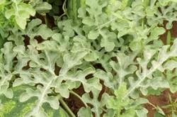 赤峰打瓜市場(chǎng)地址電話號(hào)碼