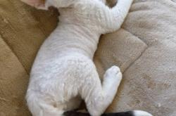 赤峰小貓免費領(lǐng)養(yǎng)地點電話號碼