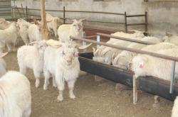 赤峰市羊肉廠家地址電話