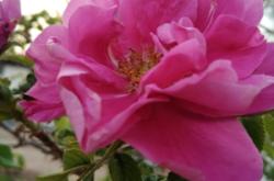 赤峰市書聲鄉(xiāng)政府電話號碼