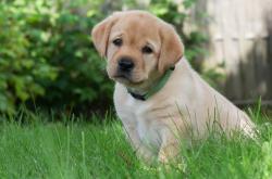 赤峰送金毛幼犬的電話號(hào)碼