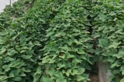 赤峰供應(yīng)紅薯苗基地電話號(hào)碼