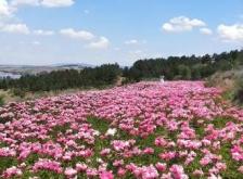 赤峰市芍藥花基地電話號碼