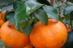 赤峰果凍批發(fā)電話多少號(hào)