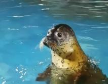 赤峰海底世界海洋館電話(huà)號(hào)碼