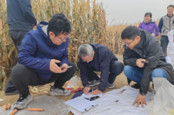 赤峰碎玉米回收電話號(hào)碼查詢