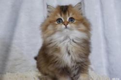 赤峰同城幼貓出售電話號(hào)碼