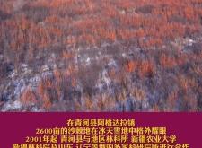 赤峰出售沙棘果樹電話是多少號