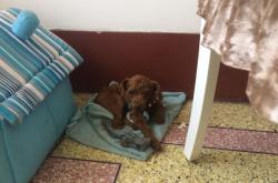 赤峰找狗團(tuán)隊(duì)電話是多少號