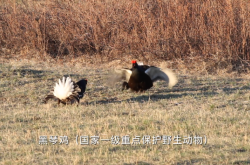 赤峰肉雞屠宰場電話地址查詢