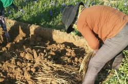 內(nèi)蒙赤峰中藥種苗基地電話號碼