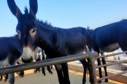 赤峰驢頭牛經(jīng)銷商電話號碼