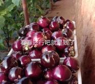 赤峰市水果批發(fā)電話號碼